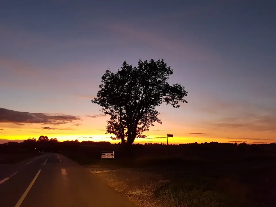 Træ i silhuet ved solnedgang