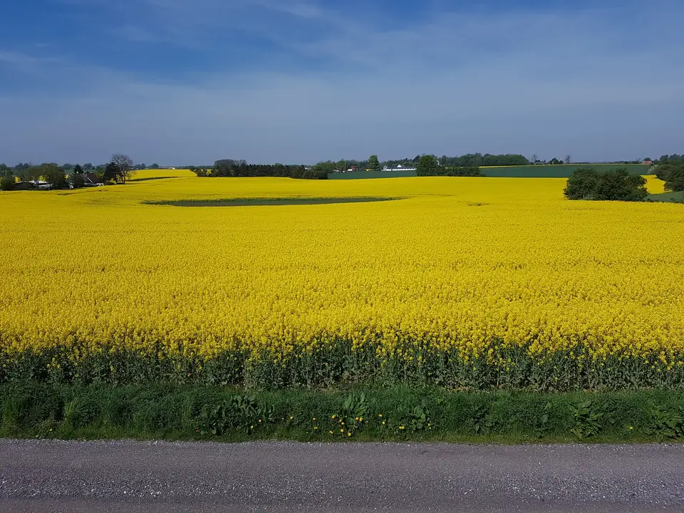 Gule marker omkring ejendommen